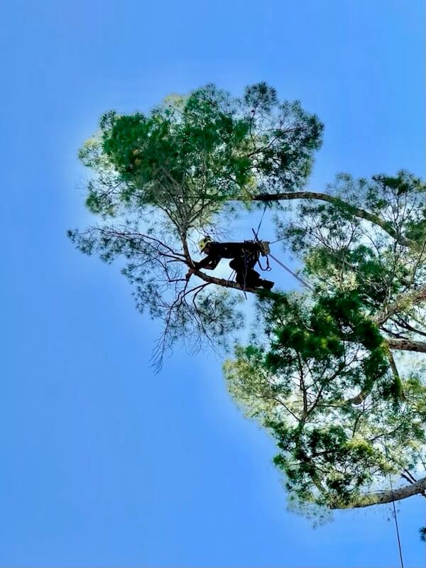 a man in a helmet sitting on a tree branch