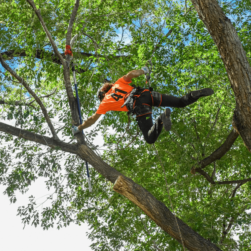 a man in a helmet sitting on a tree branch