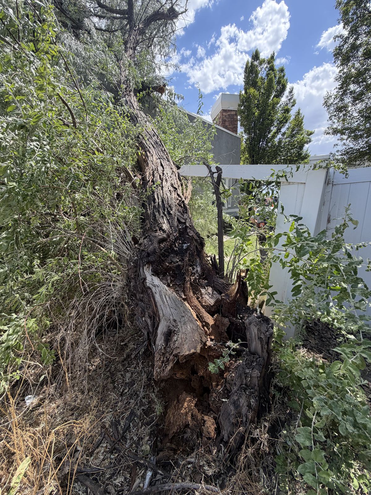Emergency tree removal after storm damage