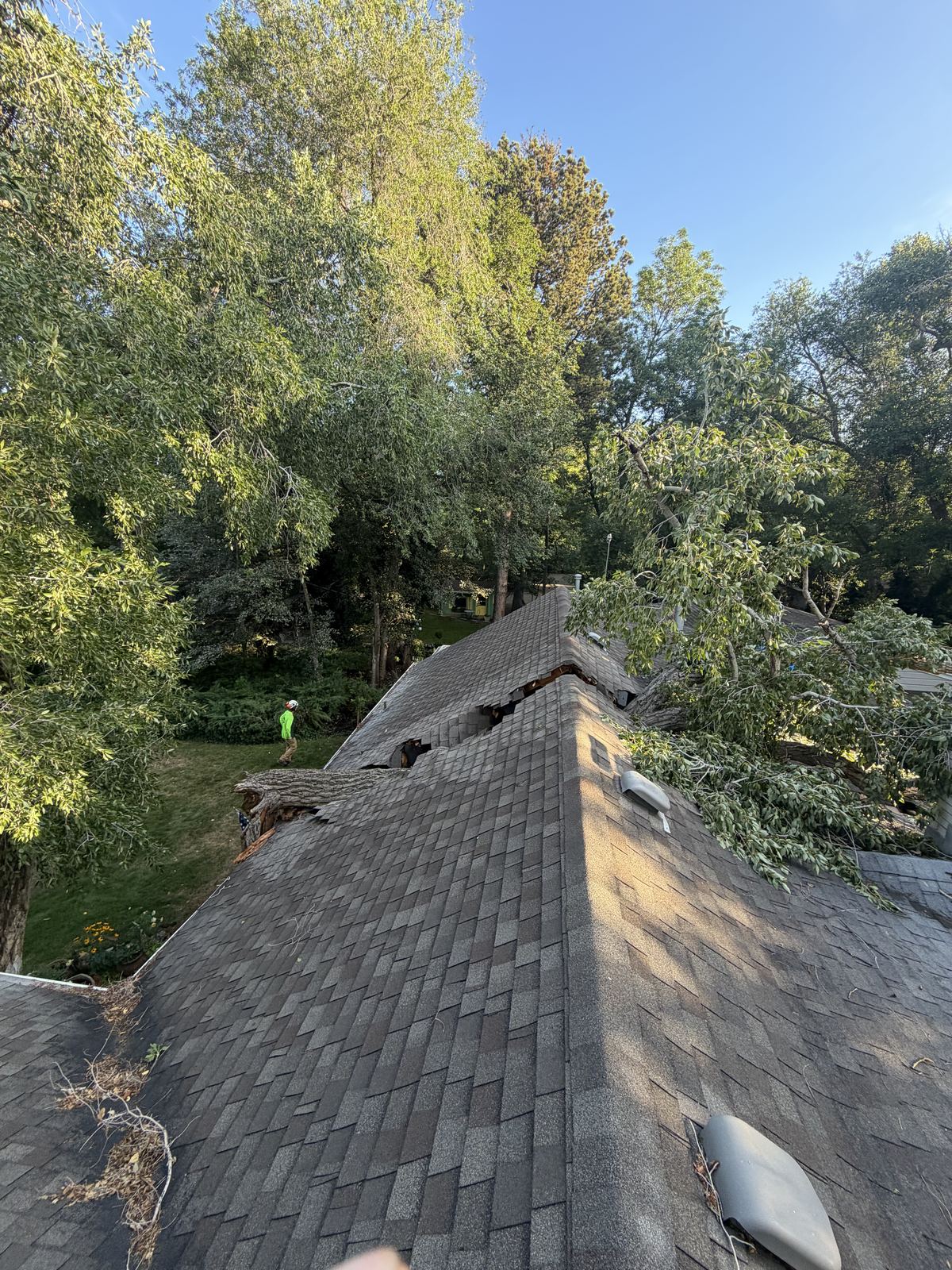 Emergency tree service in Salt Lake City and Park City