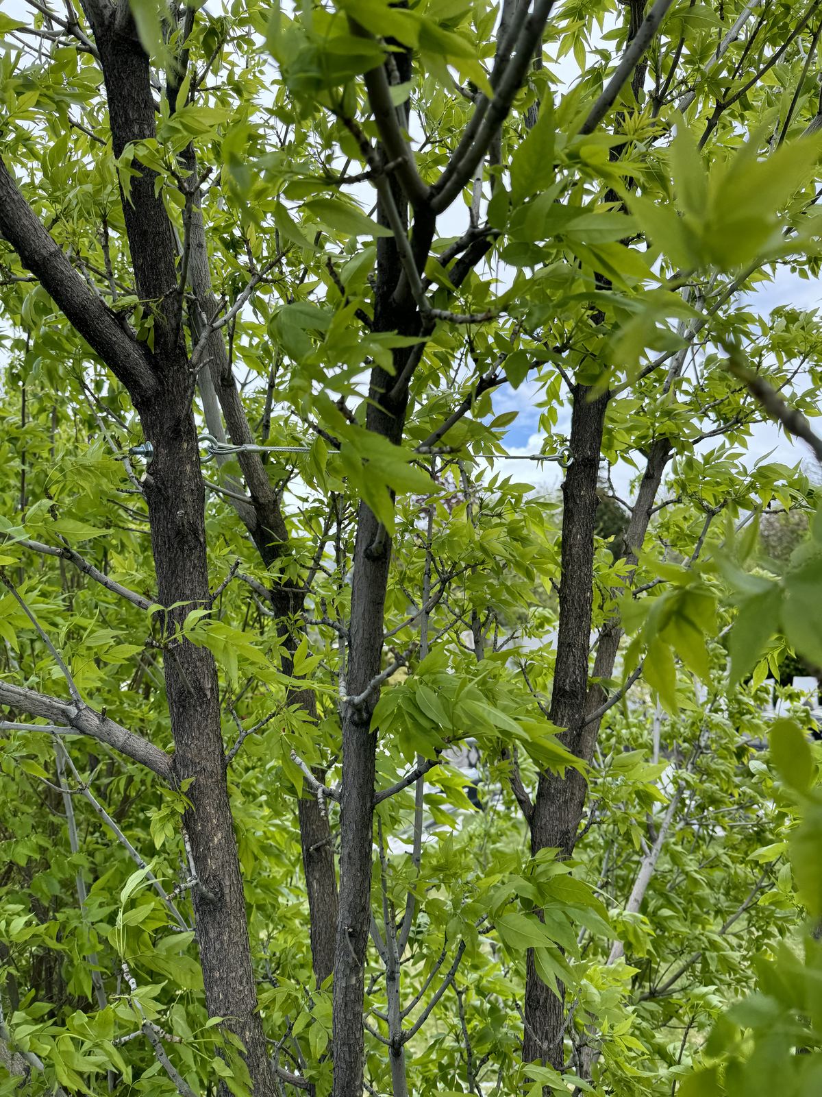 Emergency tree service in Salt Lake City and Park City