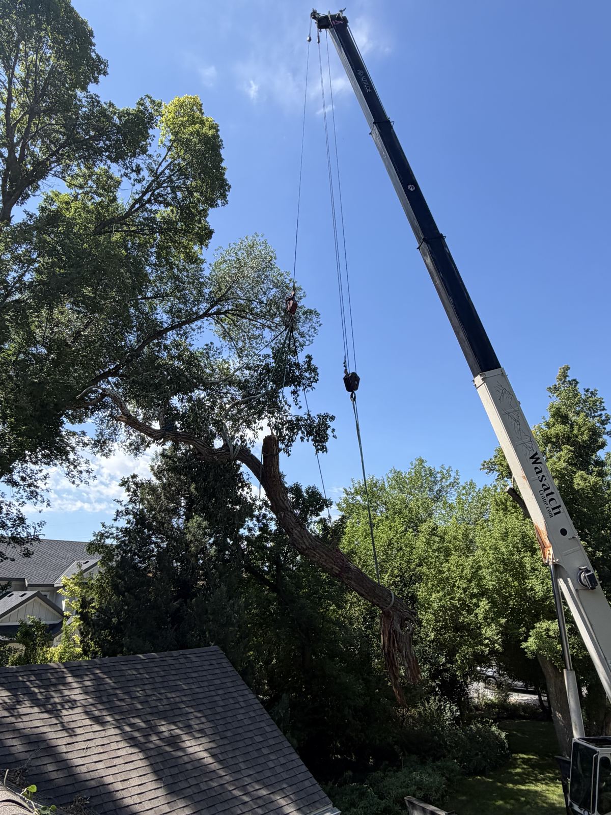 Emergency tree service in Salt Lake City and Park City