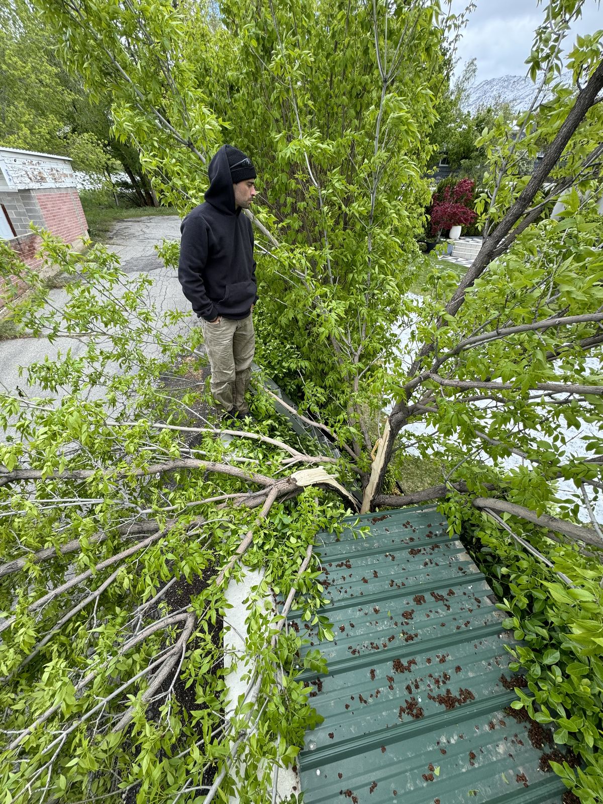 Emergency tree service in Salt Lake City and Park City