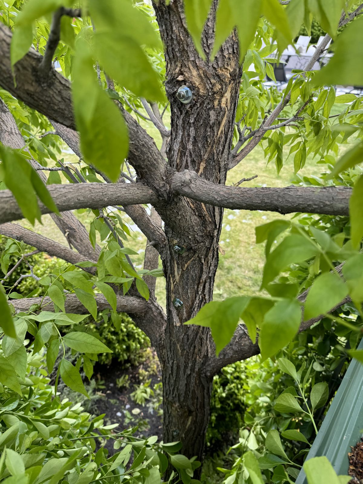 Emergency tree service in Salt Lake City and Park City