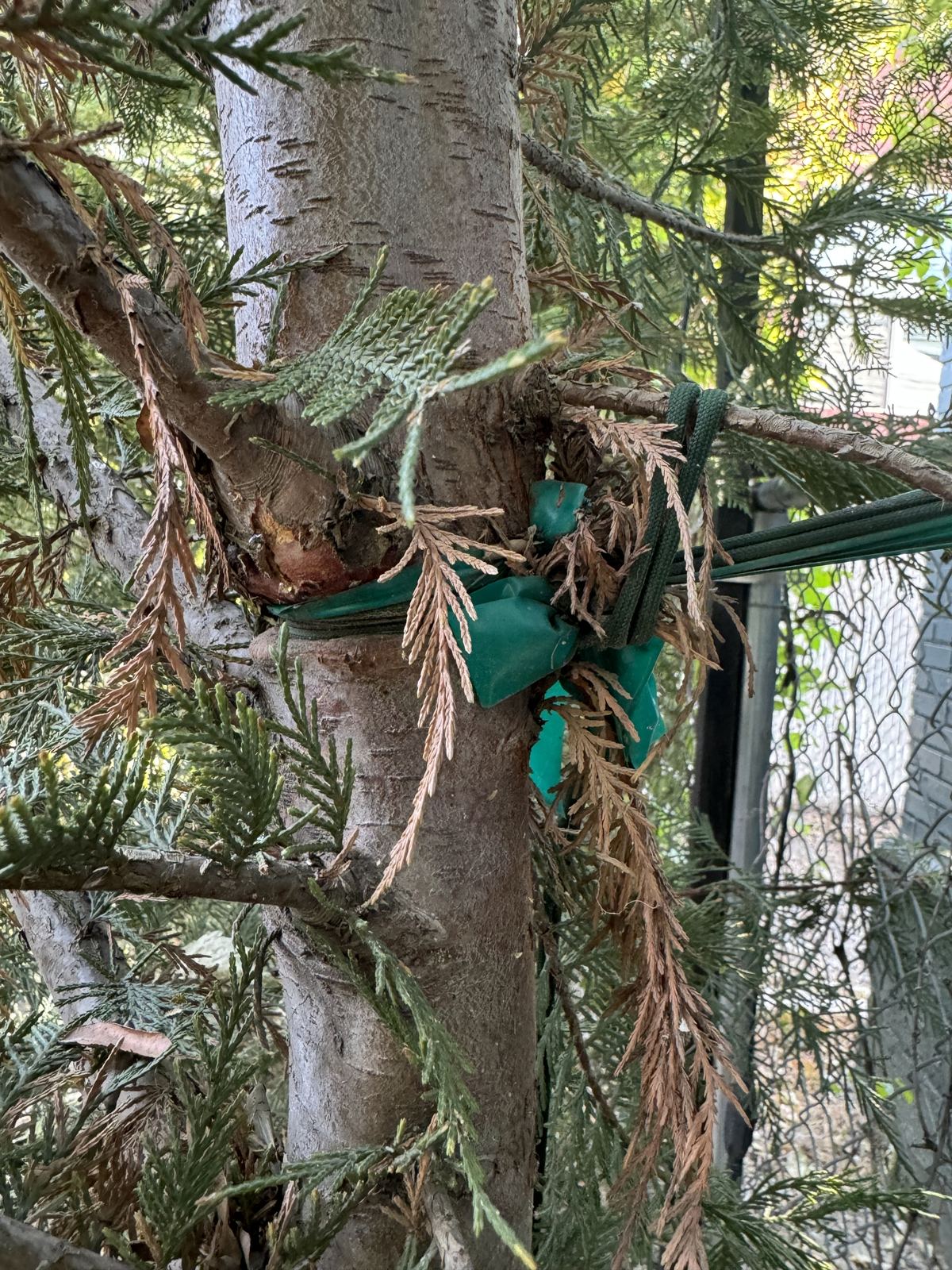 Same tree after Summit Arborists corrected the structural issue