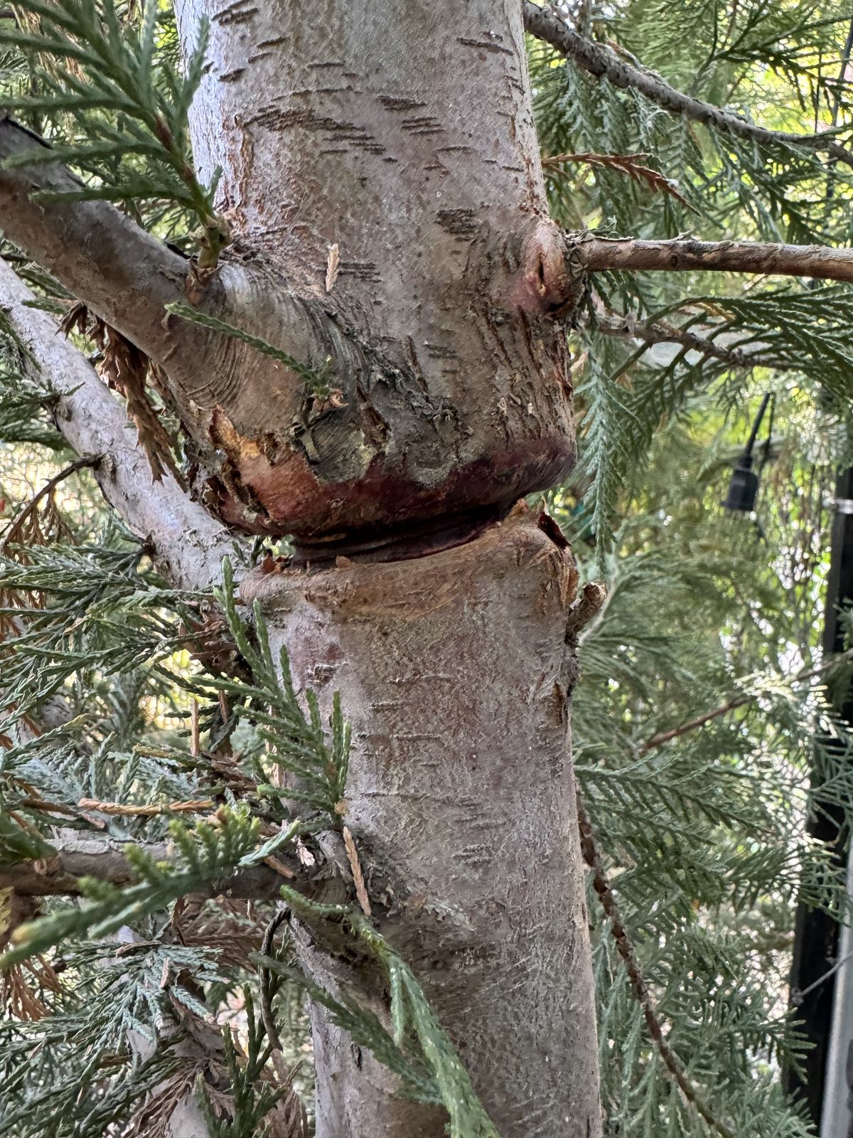 Tree with a failing branch before preservation work in Utah