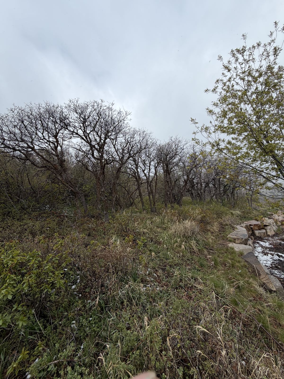 Fire mitigation and defensible space tree work