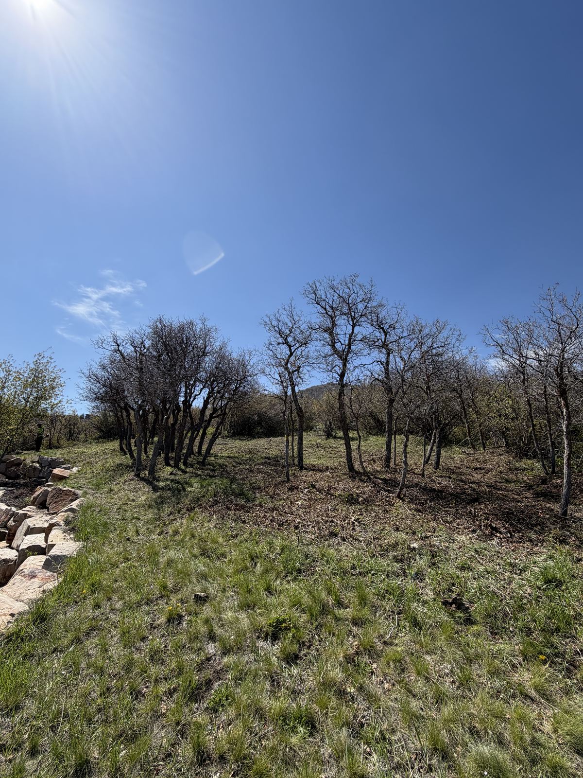 Wildfire mitigation tree clearing in Utah