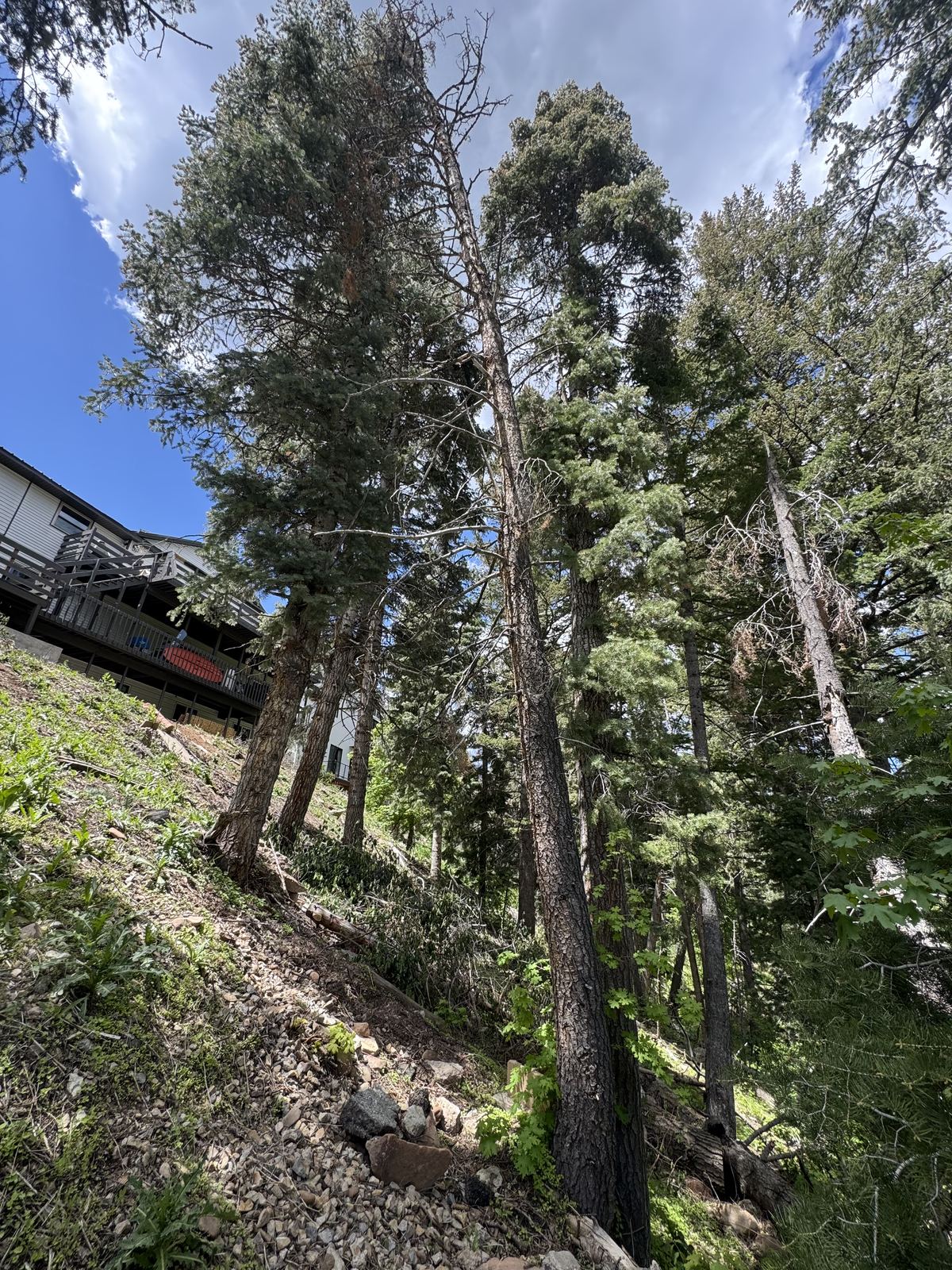 Fire mitigation and defensible space work in Utah