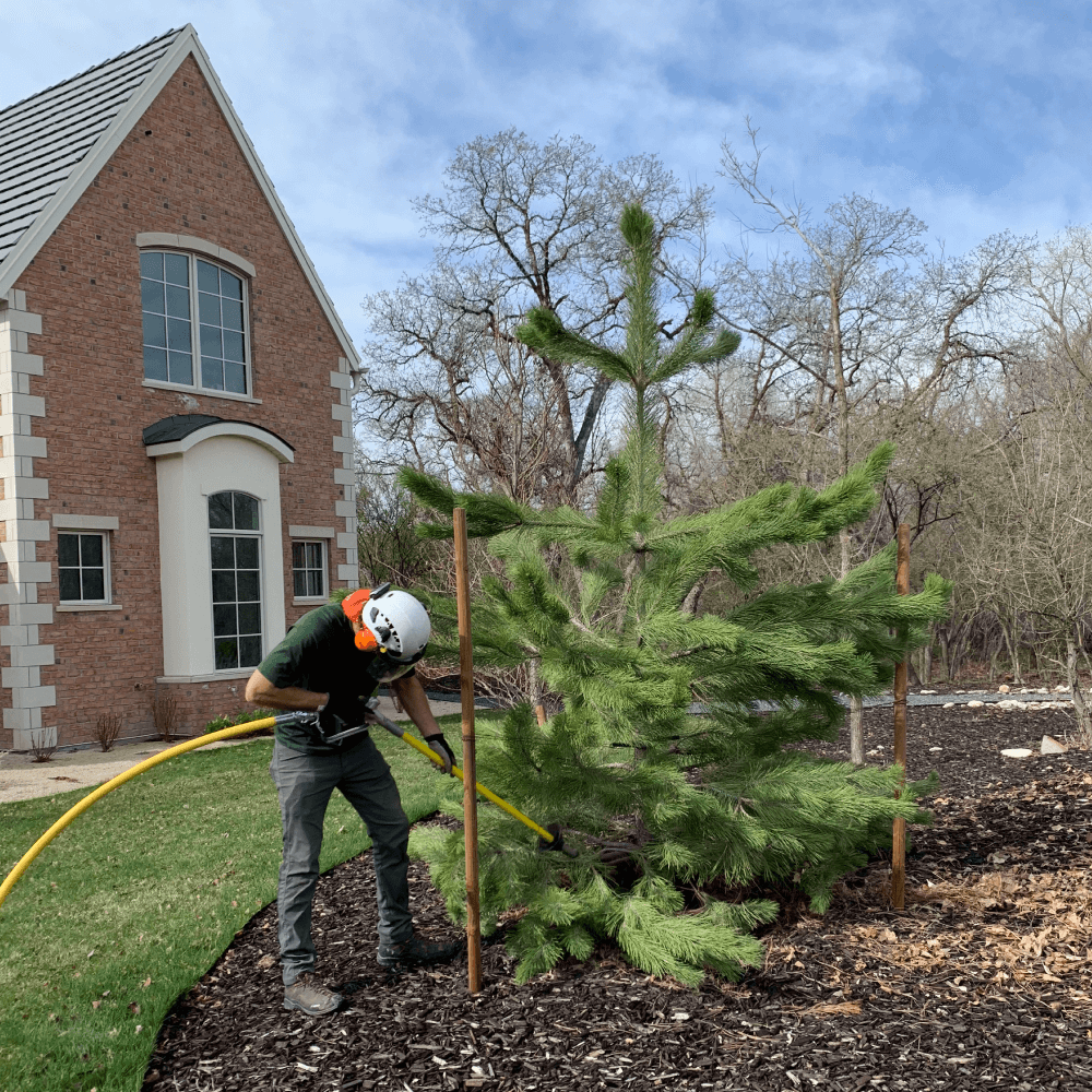 Arborist performing air spading on a residential tree