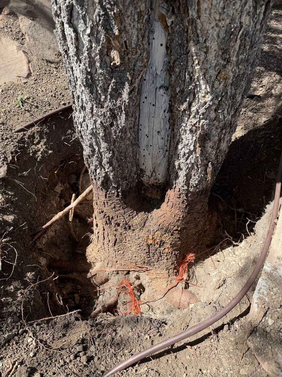 Tree protection zone and root collar care