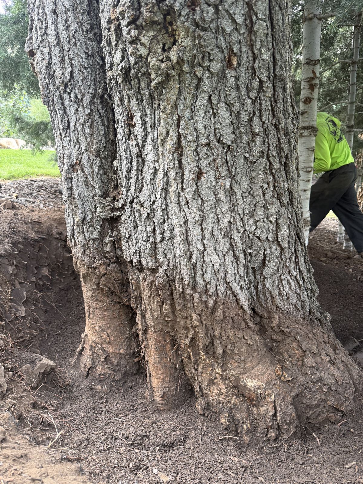 Tree protection zone root care in Utah