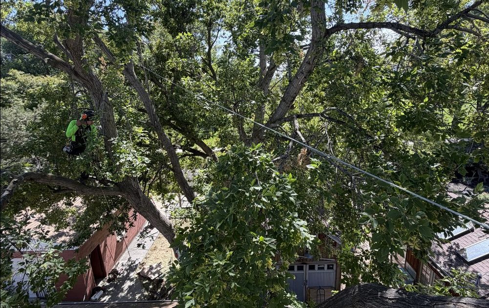 Tree Cabling, Bracing & Propping