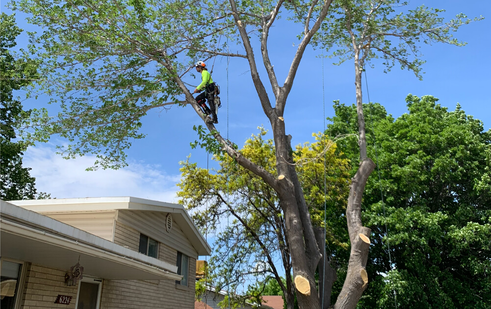 Emergency Tree Service in Salt Lake City & Park City