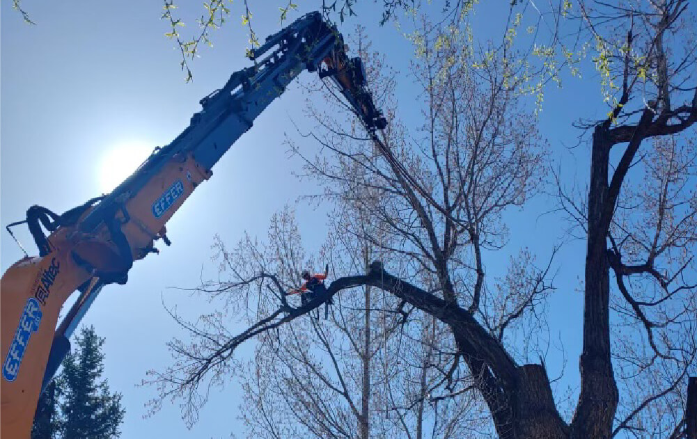 Fire Mitigation in Park City & Along the Wasatch