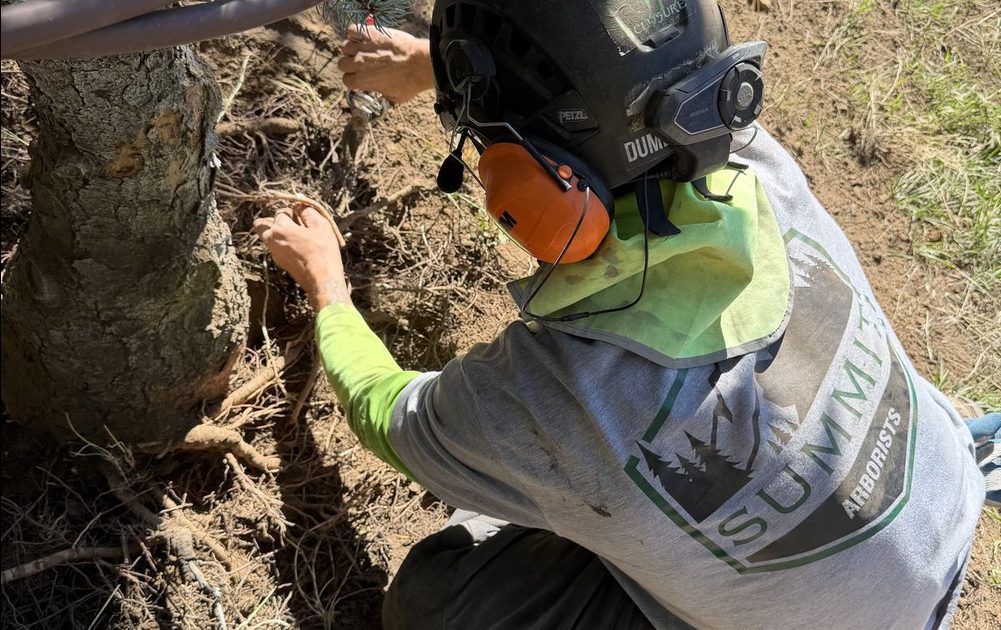 Tree Preservation in Salt Lake City & Park City