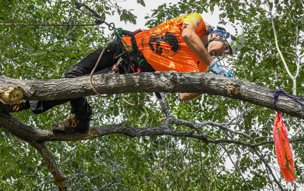 ISA certified arborist performing professional tree pruning in Utah