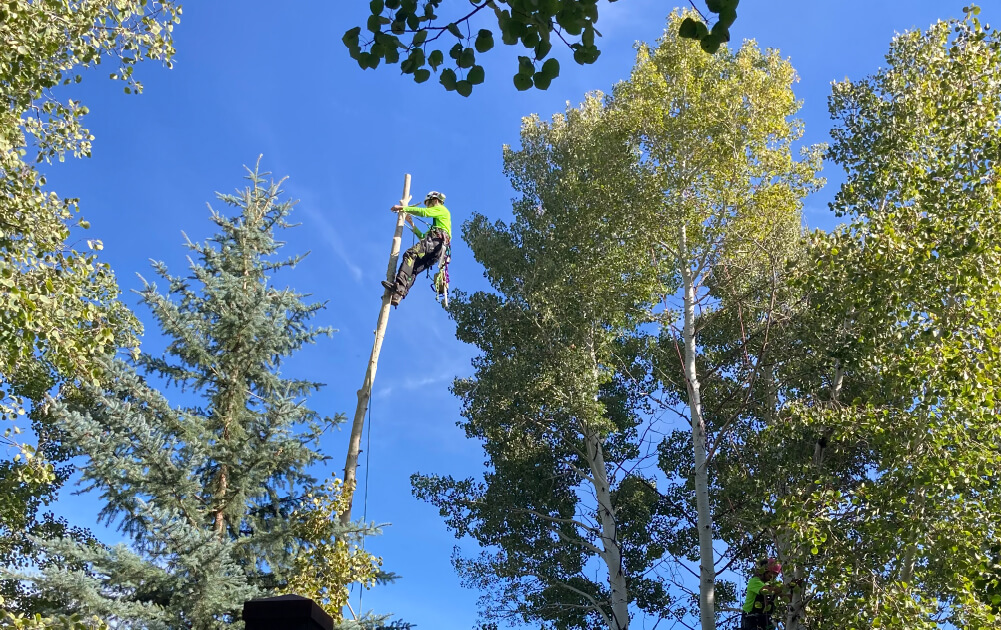 Professional tree removal crew safely taking down a large tree in Utah