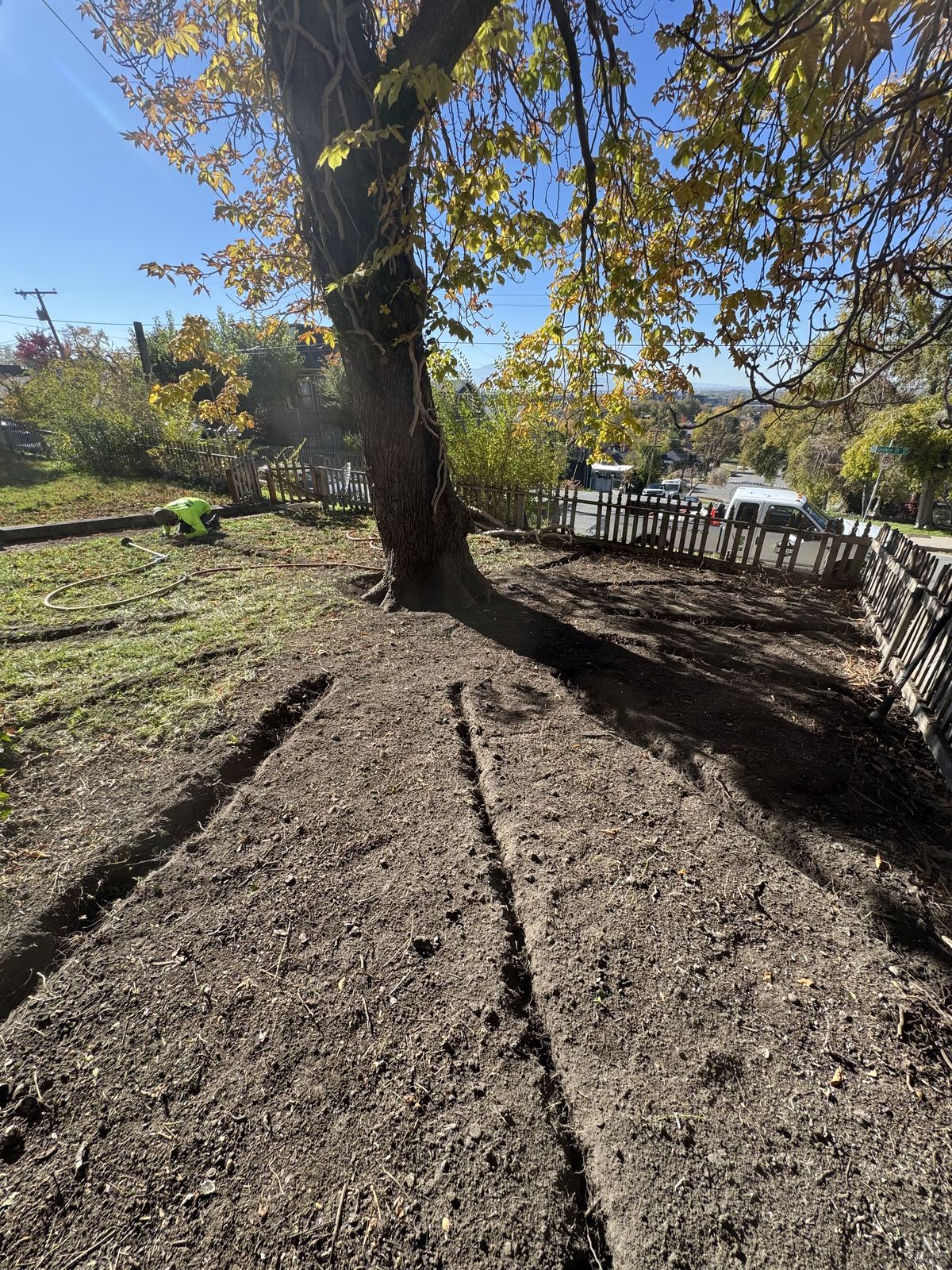 Soil conditioning around mature trees