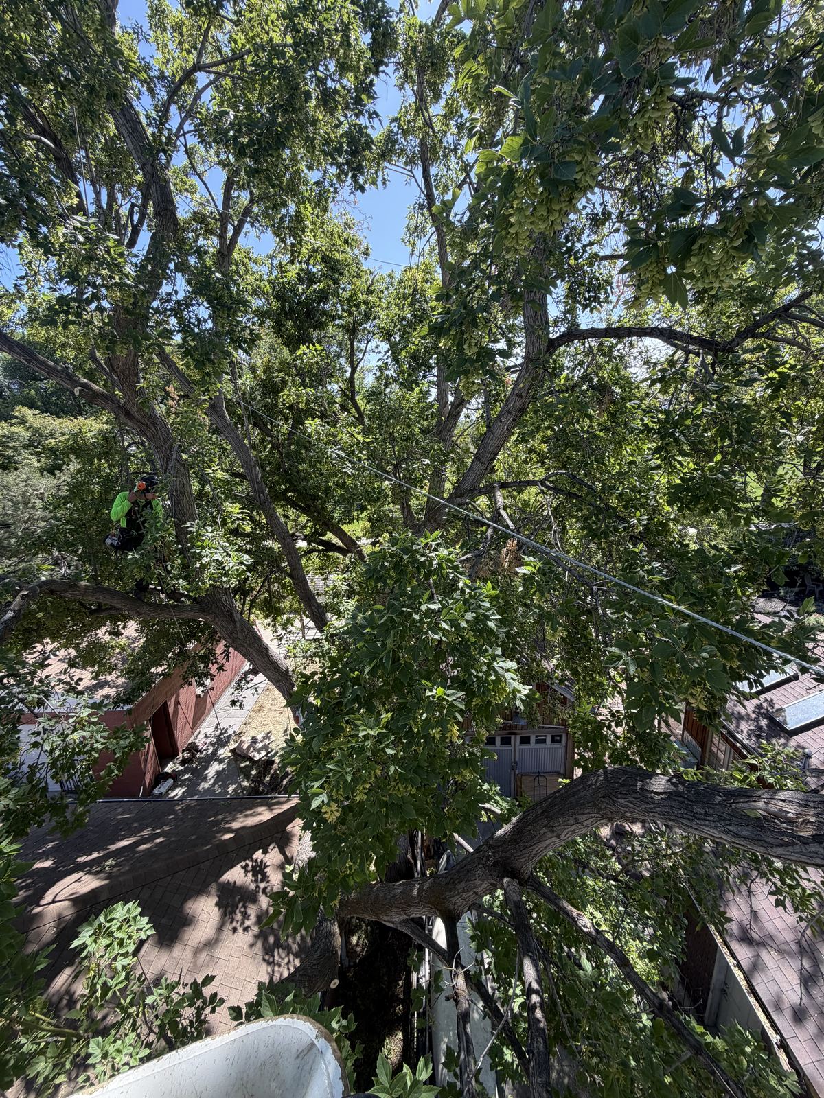 Tree cabling and bracing support system