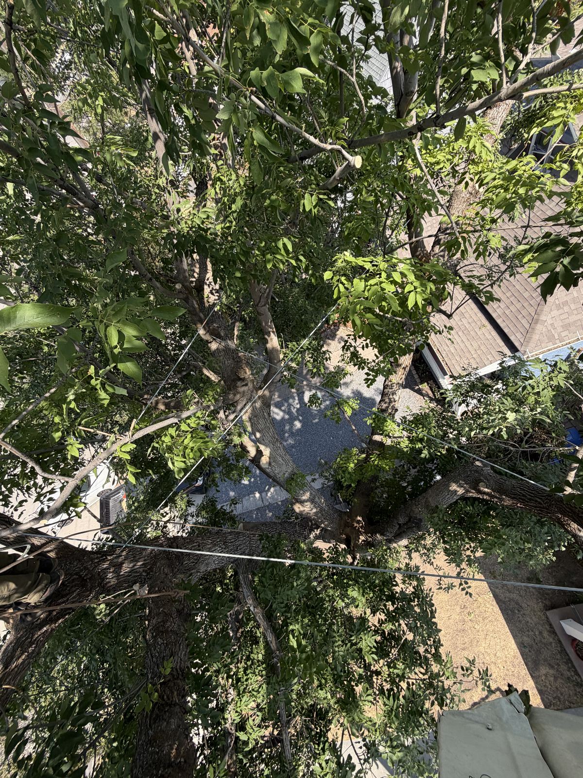 Cabling bracing and propping by Summit Arborists