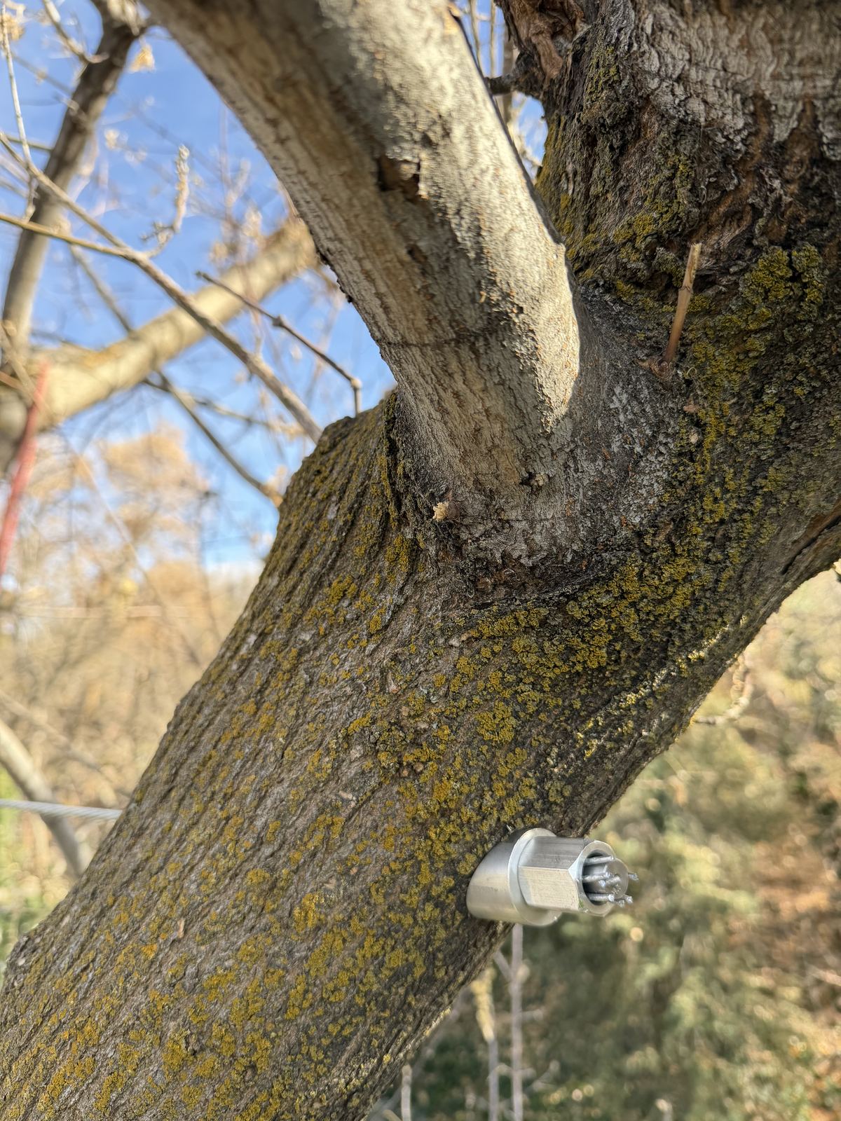 Cabling bracing and propping by Summit Arborists