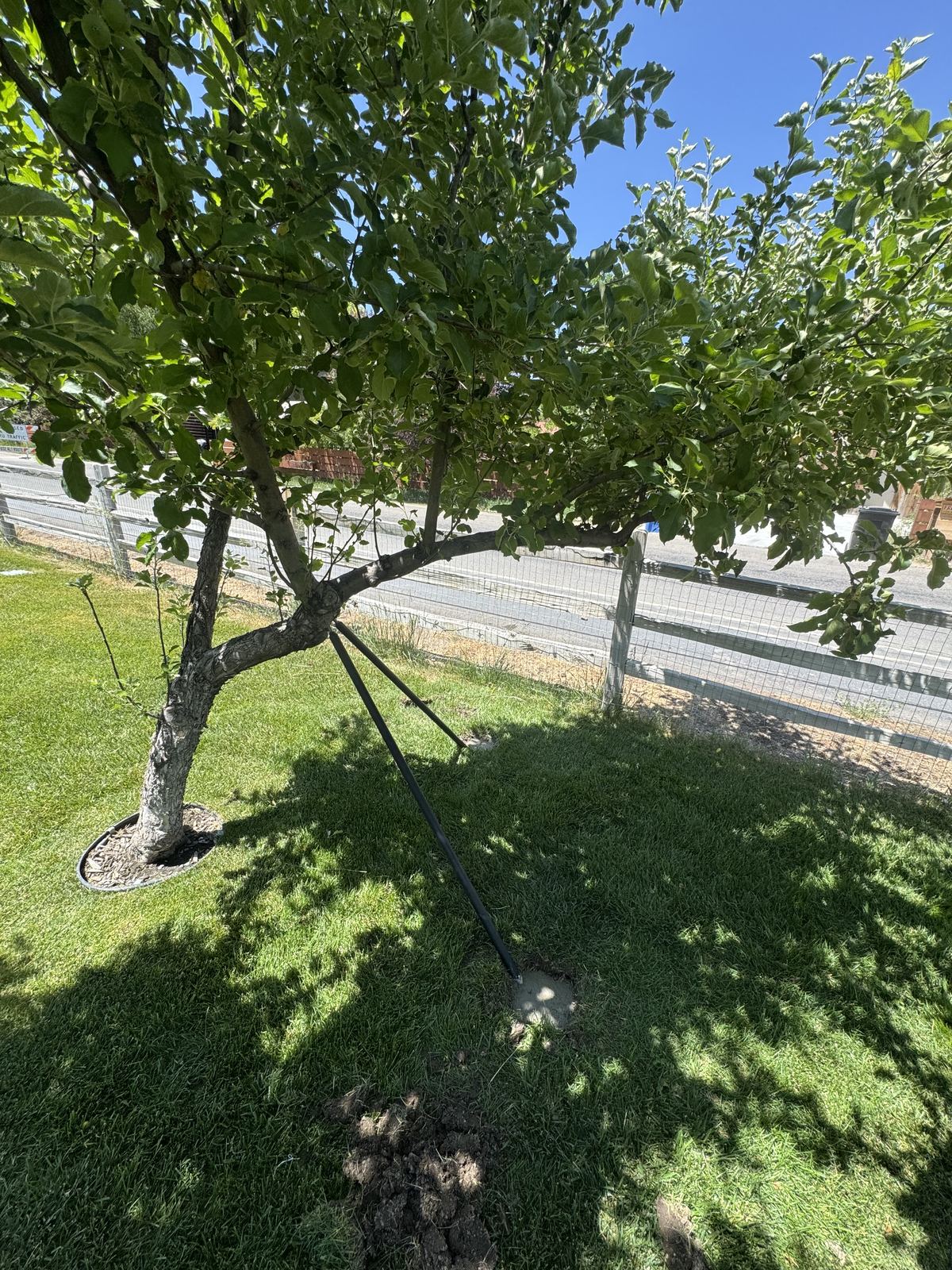 Cabling bracing and propping by Summit Arborists