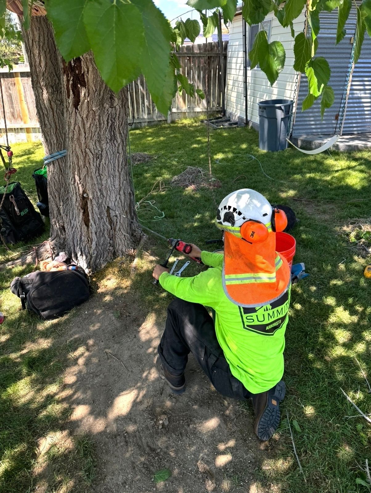 Cabling bracing and propping by Summit Arborists
