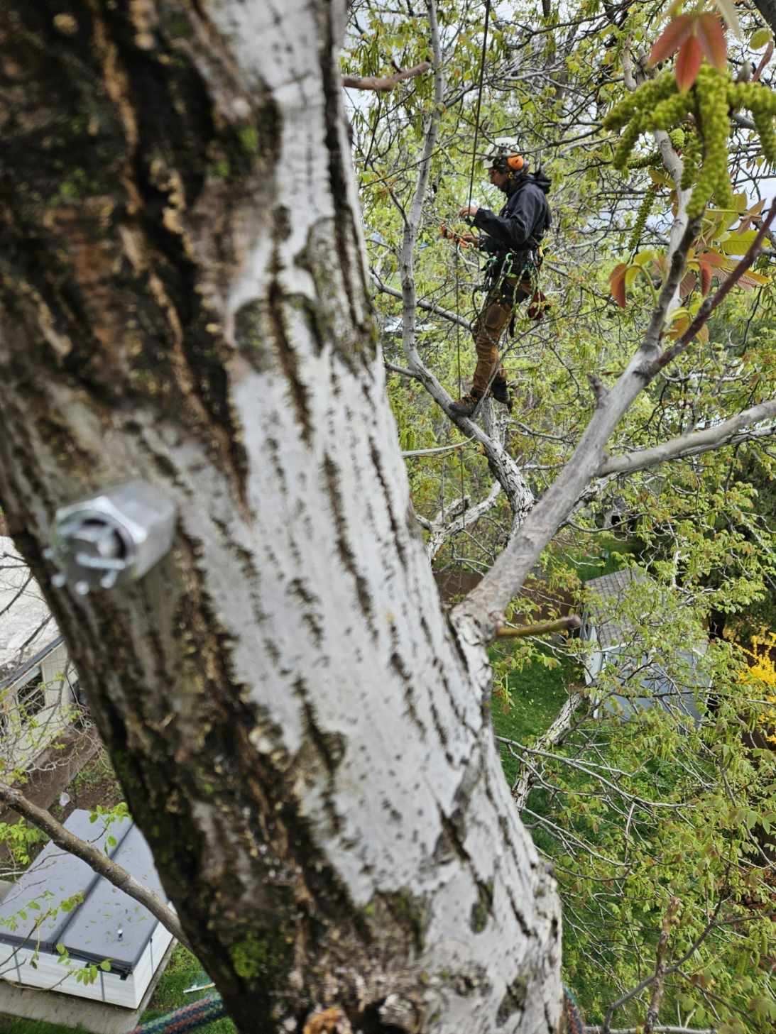 Cabling bracing and propping by Summit Arborists