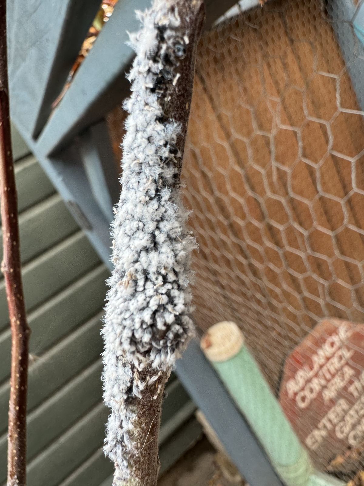 Pest infestation showing a tree that needs insecticide or fungicide treatment