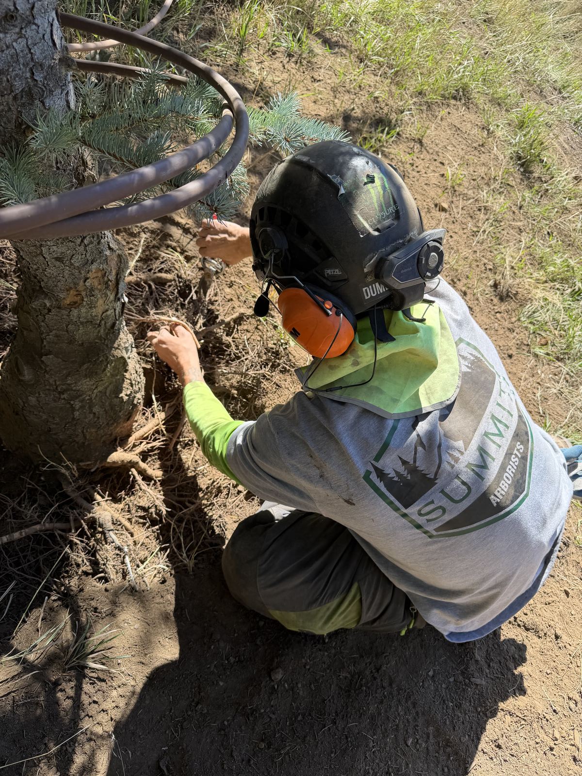 Tree preservation work in Utah
