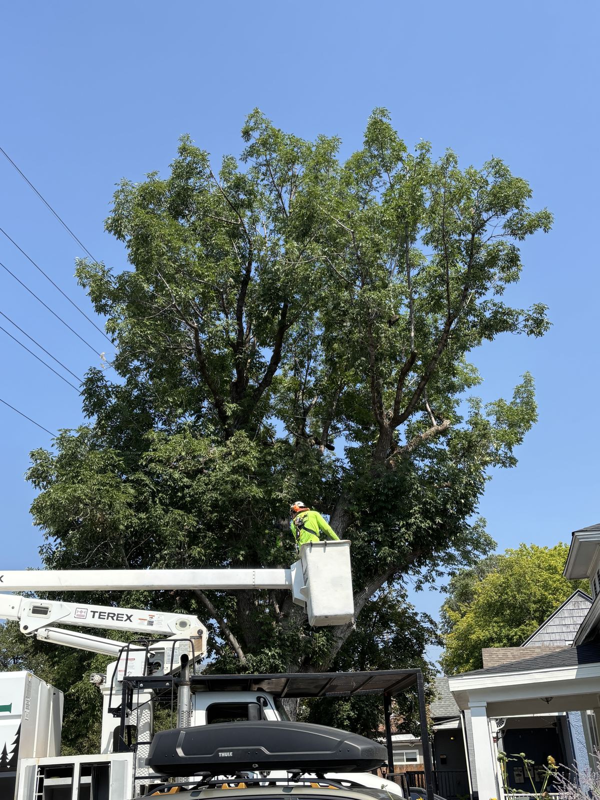 Professional tree pruning in Utah