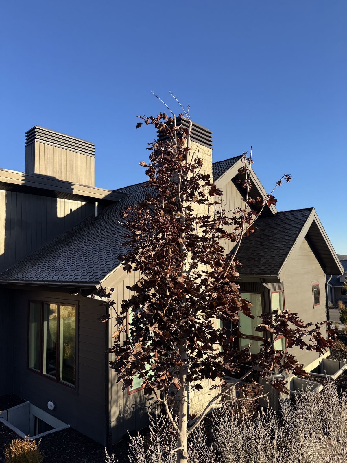 Before and after tree pruning by Summit Arborists