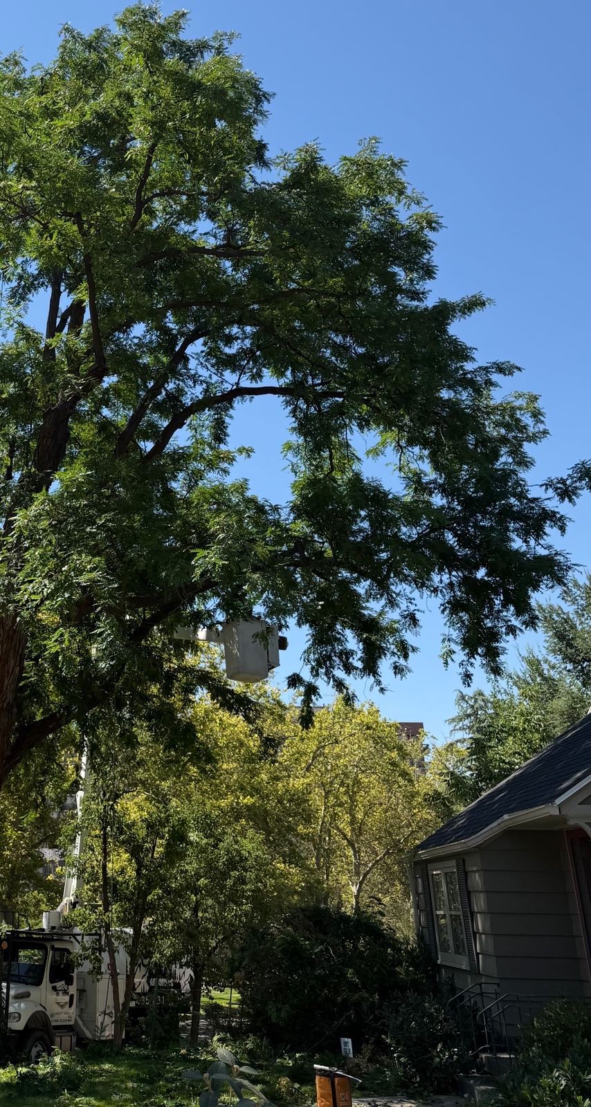 Before and after tree pruning by Summit Arborists