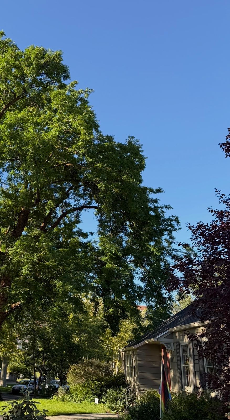 Before and after tree pruning by Summit Arborists