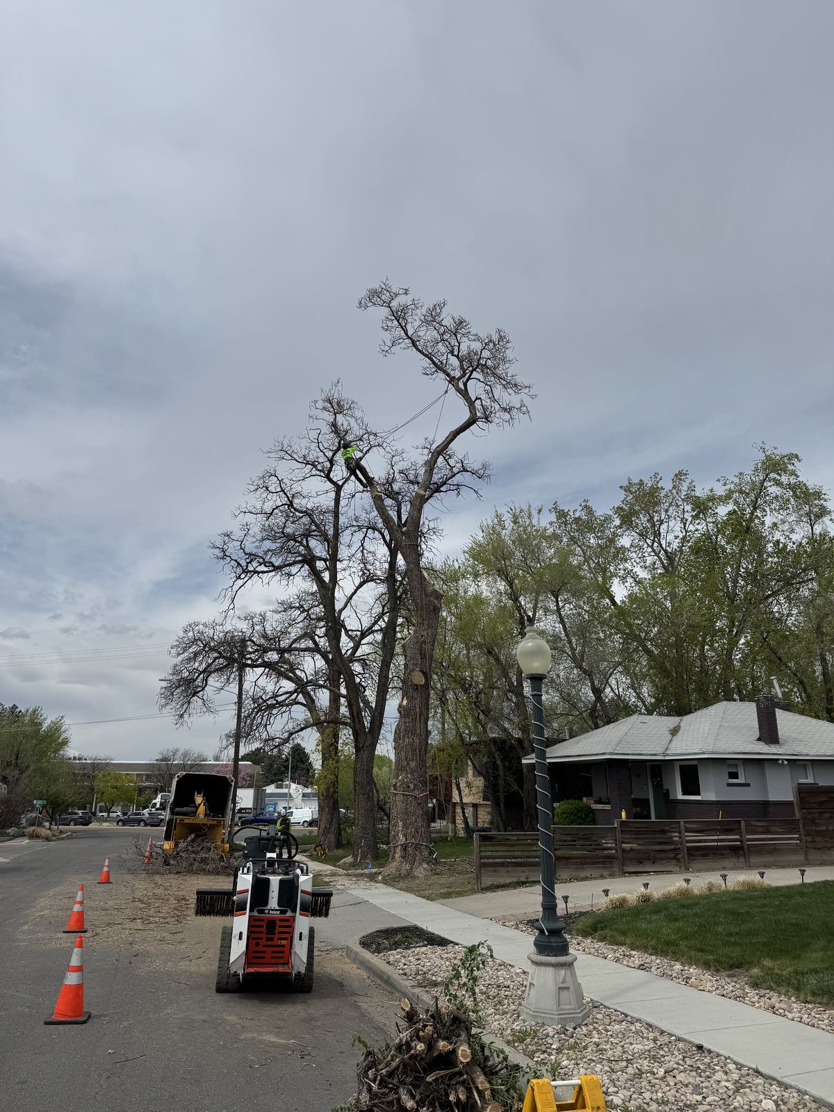 Safe tree removal by ISA certified arborists