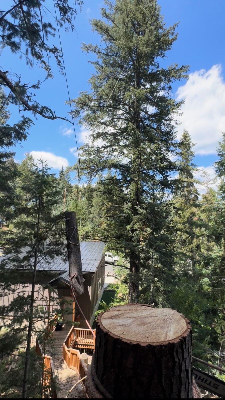 Tree removal and cleanup in Utah