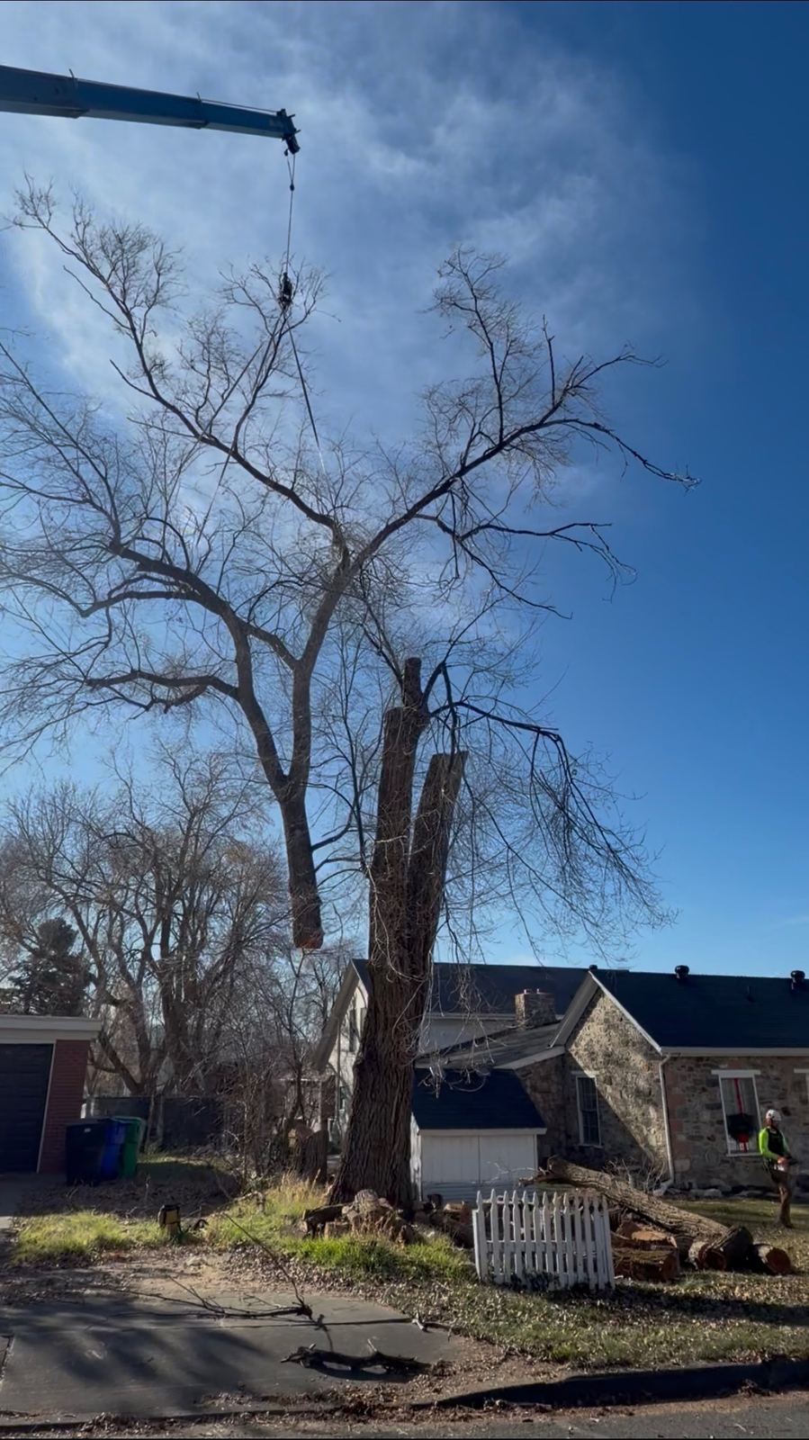 Tree removal and cleanup in Utah