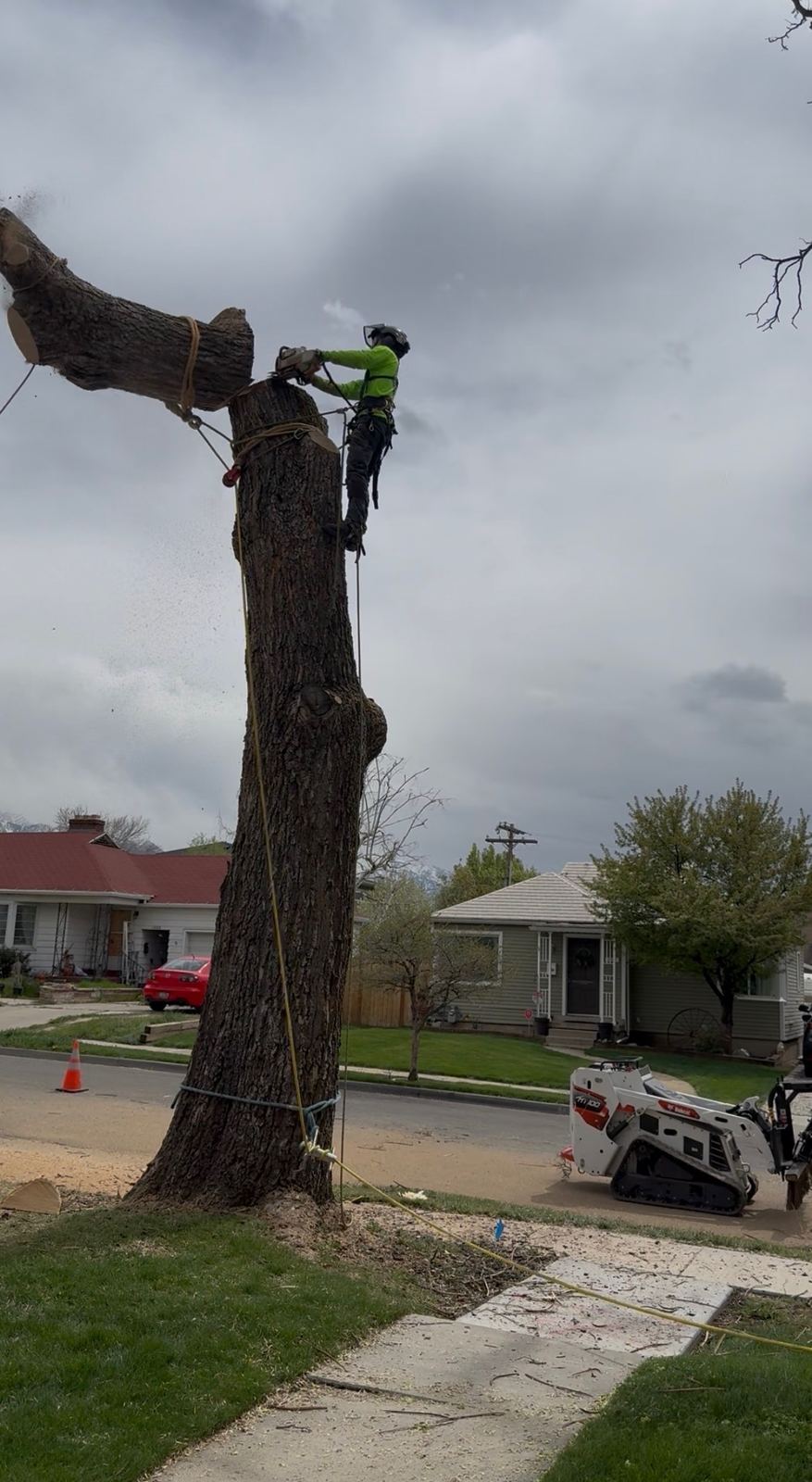Tree removal and cleanup in Utah