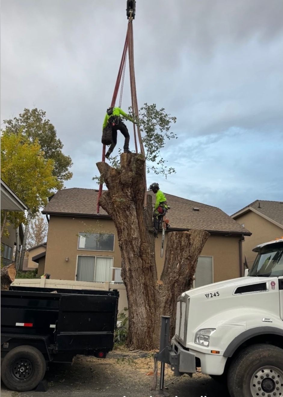 Tree removal and cleanup in Utah
