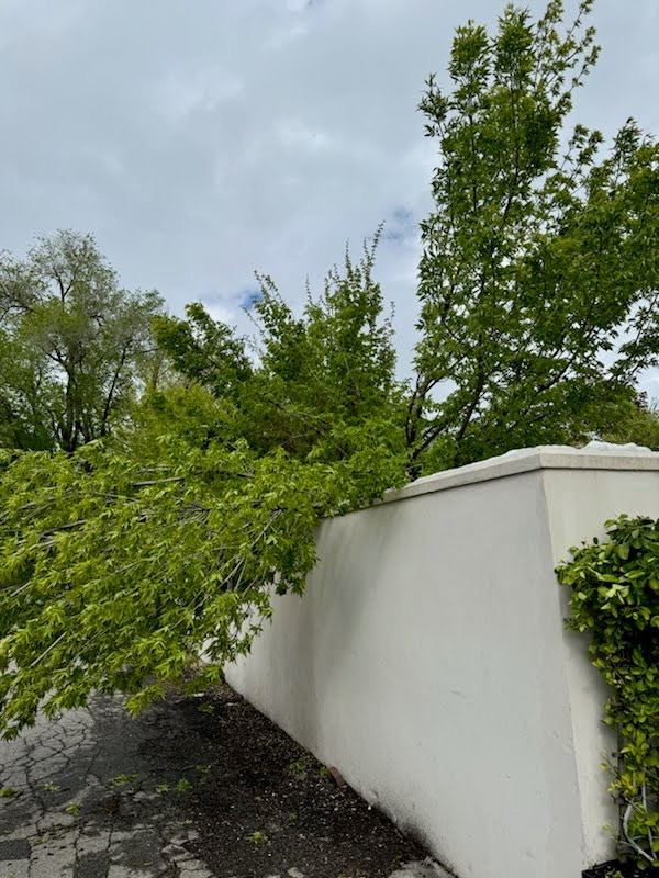 Tree removal and cleanup in Utah